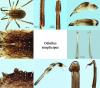 Odiellus simplicipes